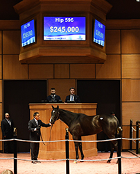 fasig tipton kentucky winter mixed exuberance