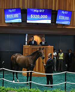 fasig tipton new york bred yearling twirling candy filly