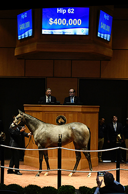 fasig tipton kentucky october yearlings hip 62 medaglia d'oro filly