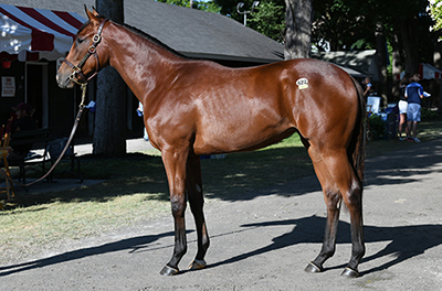 fasig tipton new york bred yearling into mischief filly