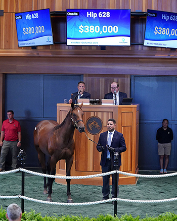 practical joke colt fasig tipton ny bred yearlings