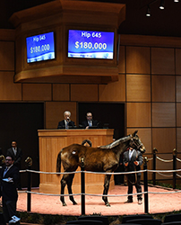 fasig tipton kentucky winter mixed uncle mo filly