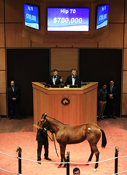 fasig tipton the november sale uncle mo filly