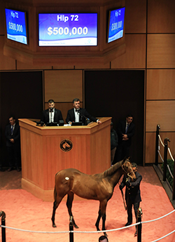 fasig tipton november sale quality road colt