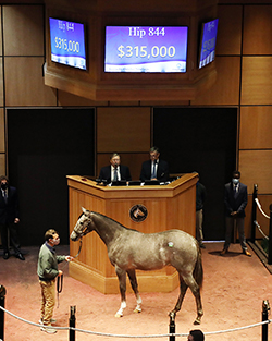 mohaymen colt fasig tipton got stormy