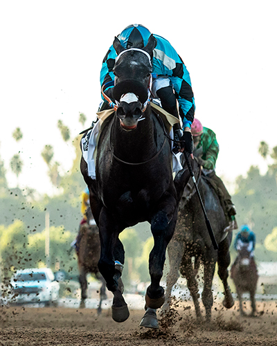 daddysruby wins the la brea