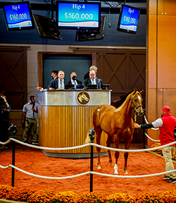 hip 4 cupid colt midlantic fall yearlings