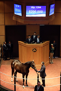 fasig-tipton october sale tiznow colt