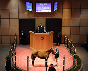 speightstown colt fasig tipton kentucky winter mixed