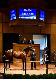 fasig tipton outwork colt