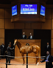 fasig tipton speightster colt