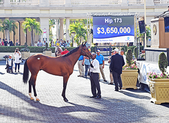 CURLIN COLT GULFSTREAM