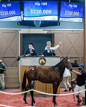 mendelssohn colt