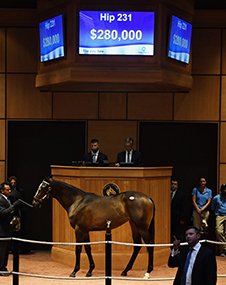 fasig tipton more than ready filly