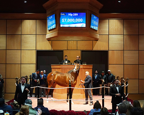 gamine fasig tipton november sale