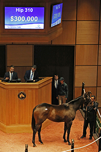 the october sale cairo prince filly 2018 fasig-tipton