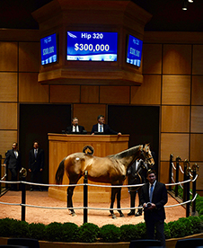 fasig tipton empire maker colt