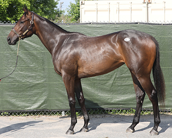 fasig-tipton midlantic uncle mo filly hip 90