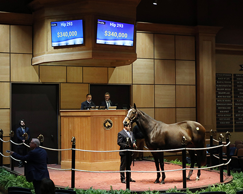 munny spunt fasig tipton kentucky winter mixed