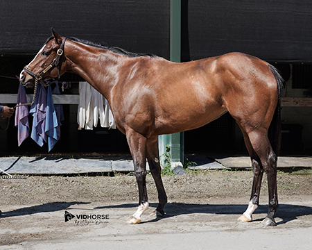 r harper rose vid horse