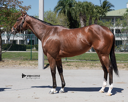 spirit wind horse