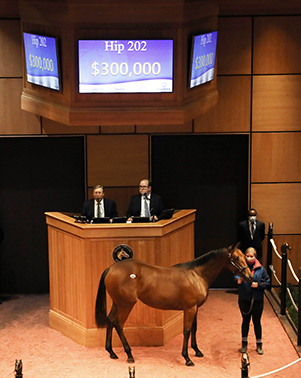 into mischief filly fasig tipton kentucky october yearlings