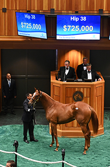 fasig tipton saratoga curlin filly