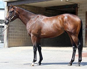 Hip 443 | Fasig-Tipton Photo