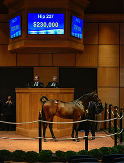 fasig tipton kentucky october yearlings hip 227 runhappy colt