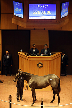 fasig tipton kentucky october yearlings hip 257 liam's map filly