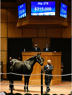 fasig tipton kentucky october yearlings hip 278 american pharoah colt