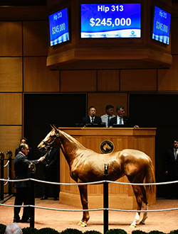 fasig tipton kentucky october yearlings hip 313 tapit filly