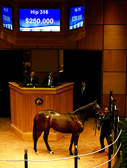 fasig tipton kentucky october yearlings hip 316 malibu moon filly