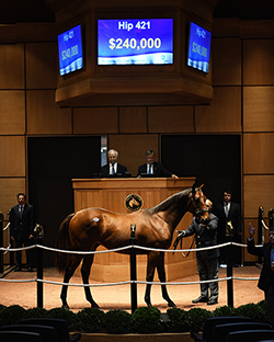 fasig tipton kentucky october yearlings hip 421 quality road colt