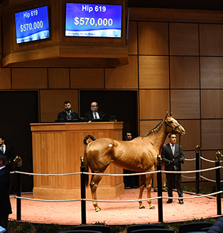 fasig tipton kentucky winter mixed remedy