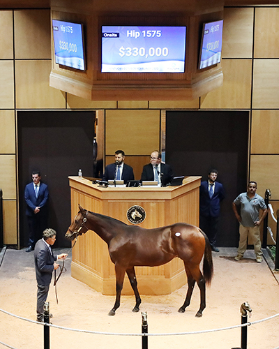 bolt doro colt