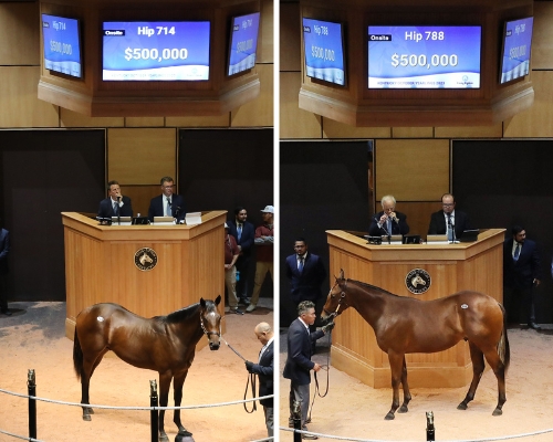 bernardini colt, into mischief colt at fasig-tipton kentucky october yearlings sale