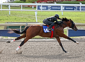 american pharoah colt gulfstream