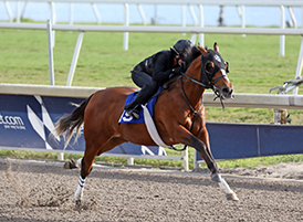 into mischief colt gulfstream