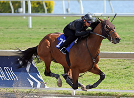 curlin colt gulfstream