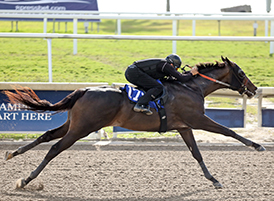 medaglia d'oro colt gulfstream