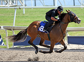 into mischief colt gulfstream