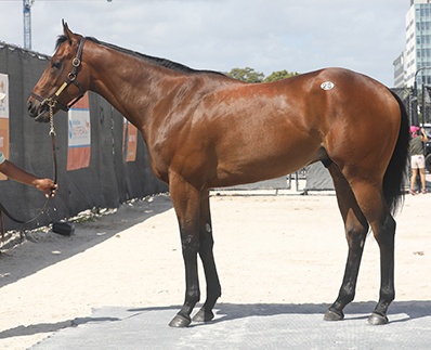 hip 28 nyquist colt the gulftstream sale