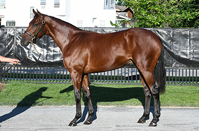 fasig tipton new york bred yearling constitution colt