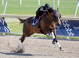 american pharoah colt gulfstream