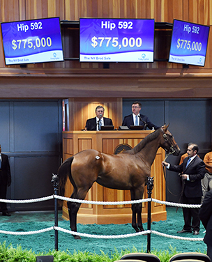 fasig tipton new york bred yearling malibu moon filly