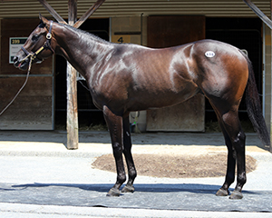 hip 118 uncle mo colt