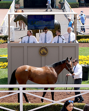 fasig tipton bernardini filly