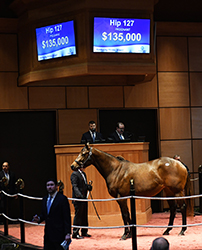 fasig tipton kentucky winter mixed me and mine