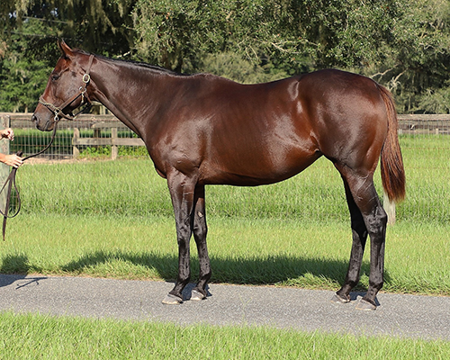 hip 242